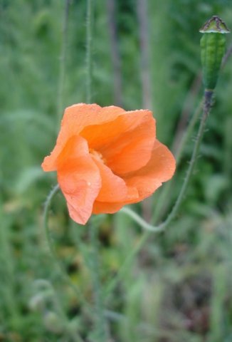 Papaver aculeatum flower and fruit